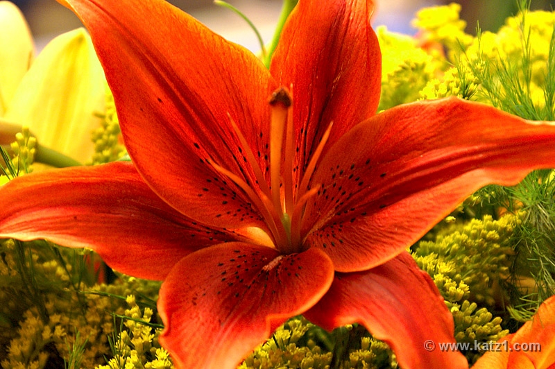 Lilly 2